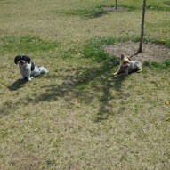 Alittle too hot for ace & Ruby #packwalks #yycdogwalking