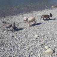 Taz, Paco & molly the trio #packwalks #yycdogwalking
