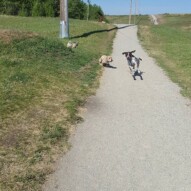 Teddy, fozzy & Knute #packwalks #yycdogwalking