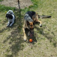 Ace & Bailey loving the shade #packwalks #yycdogwalking