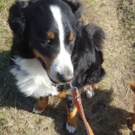 Hello big fella. Nelson #packwalks #yycdogwalking