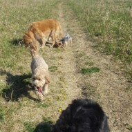 Fozzy, ruby & Finnigan #packwalks #yycdogwalking