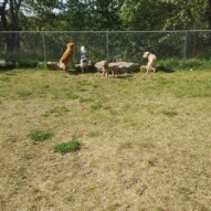 Finnigan, Quinn, fozzy & Sydney #packwalks #yycdogwalking
