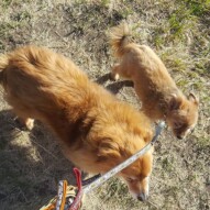 Max & Oliver #packwalks #yycdogwalking