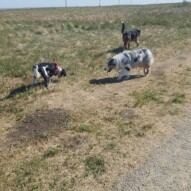 Alara, Quinn & Oliver #packwalks #yycdogwalking