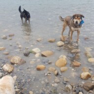 Samson & Teela #packwalks #yycdogwalking
