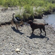 Mei-Mei & Bruce #calgarydogwalker #packwalksyyc