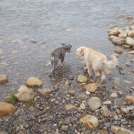 Paco and Taz sniffing around #packwalks #yycdogwalking