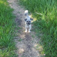 Teddy #packwalks #yycdogwalking