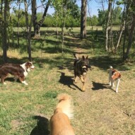 Waylon, Gander & Wallace #dogwalkingcalgary #packwalksyyc