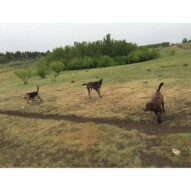 Mei-Mei, Piper & Bruce #packwalksyyc