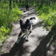 Alara and Cao!!! Alara you crazy girl #packwalks #yycdogwalking