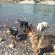 Gander, Sarge, Buddy & Kia