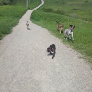 Teddy, piper, molly, Samson & Knute #packwalks #yycdogwalking