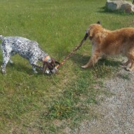 Finnigan & Knute #packwalks #yycdogwalking