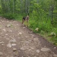 Bailey #packwalks #yycdogwalking