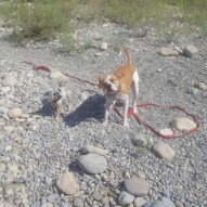 Teddy & sniper mid shake #packwalks #yycdogwalking