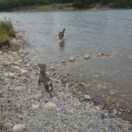 Paco & Oliver #packwalks #yycdogwalking