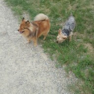 Wiley & Ruby #packwalks #yycdogwalking