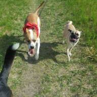 Sniper & Piper #packwalks #yycdogwalking