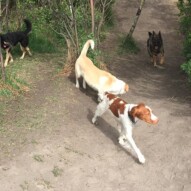 Wallace, Jazz, Teela & Gander #southwestdogwalker #packwalksyyc