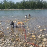 Cao, sniper, Samson & Quinn #packwalks #yycdogwalking