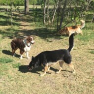 Teela, Waylon & Bebe #dogwalkingcalgary #packdogsyyc