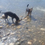 Cao & Oliver #packwalks #yycdogwalking