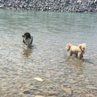 Storm & Abby #packwalksyyc #calgarydogwalkers