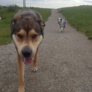 Samson &Quinn #packwalks #calgarydogwalking
