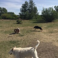 Action shot: Waylon & Teela #calgarydogwalkers #packwalksyyc