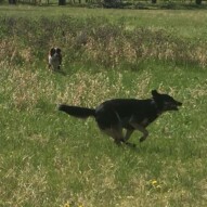 Teela & Waylon #yycdogwalker #packwalksincalgary