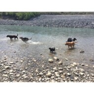 Afternoon pack #dogwalkingcalgary #allbreedsallsizes