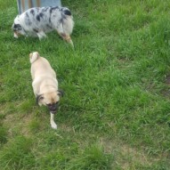 Piper & Quinn #packwalks #yycdogwalking