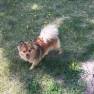 Smiley Wiley! #allbreedsallsizes #calgarydogwalkers