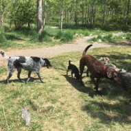 Vin, Molly & Bruce #dogwalkingcalgary #packwalksyyc