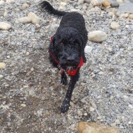 Welcome to the pack Cao! #packwalks #yycdogwalking