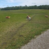 Finnigan, Samson, knute and fozzy #packwalks #yycdogwalking