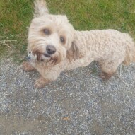 Fozzy bear #packwalks #yycdogwalking