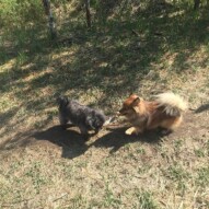 Sophie & Wiley #calgaydogwalkers #allbreedsallsizes