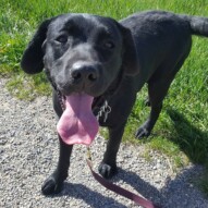 Welcome to the pack Pepsi!!! #packwalks #yycdogwalking