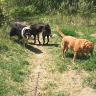Storm, Piper, Molly #packwalksyyc #dogwalkingcalgary