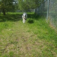 Quinn mid run #packwalks #yycdogwalking