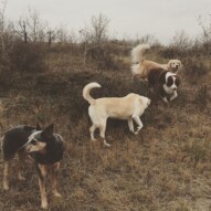 Sarge, Jazz, Waylon & Guinness #dogwalkingcalgary