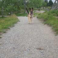 Bailey #packwalksyyc #yyc #dogwalking