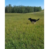 Teela #yycdogwalking