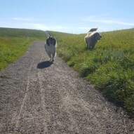 Storm & Finnigan
