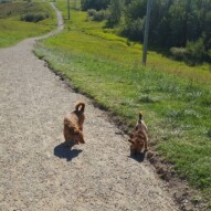 Lois & Clark #yycdogwalking