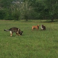 Gander, River and Waylon #yycdogs #packwalkscalgary #yycpackwalks #allbreedsallsizes