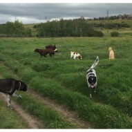 #calgarydogwalkers #yycdogwalkers